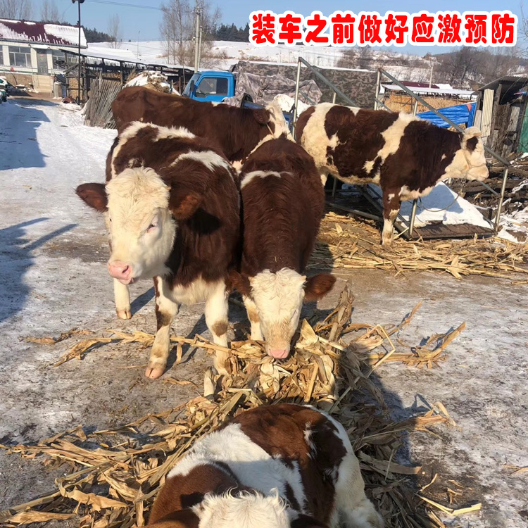 迪慶二歲西門塔爾母牛價錢