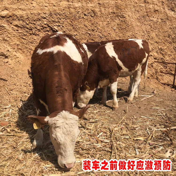 迪慶二歲西門塔爾母牛價錢