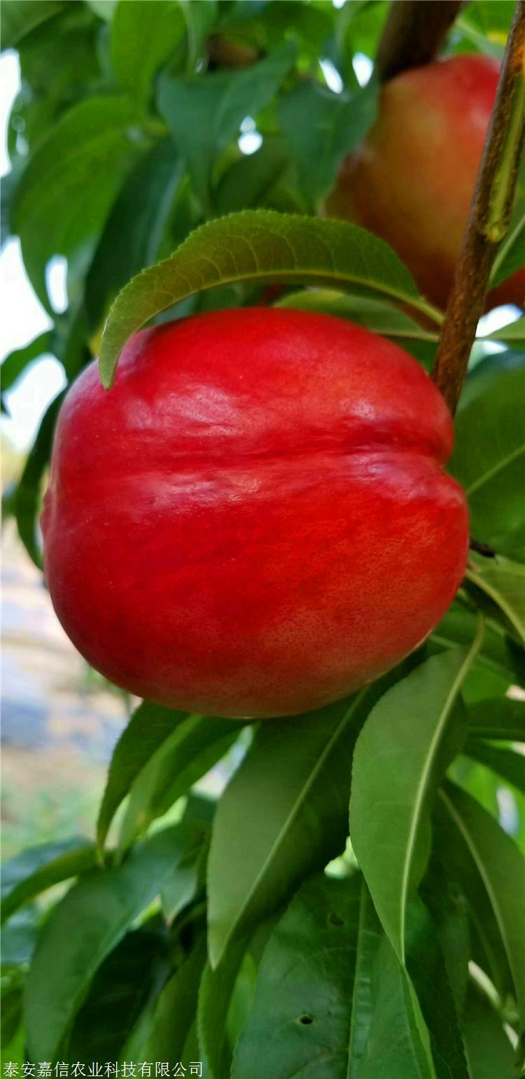 早48油桃由安徽砀山引进,在山东地区6月5日成熟,平均果150克,大果280