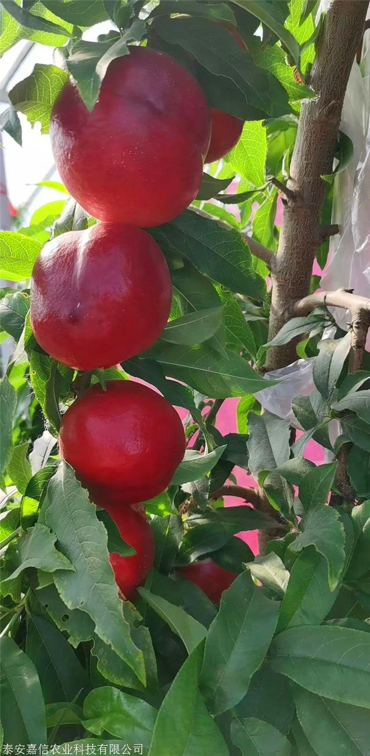 中油金铭油桃苗介绍及图片 中油金铭油桃苗繁育基地