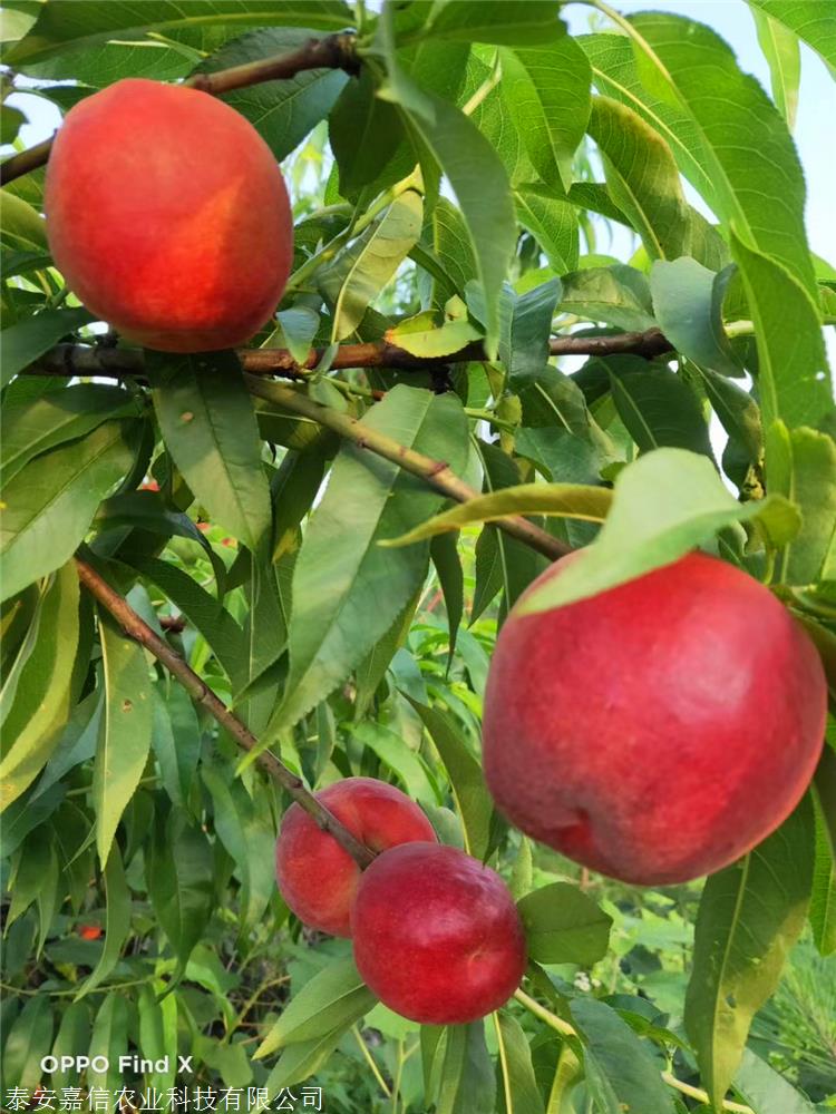 中油金缘油桃苗详解 中油金缘油桃苗价格