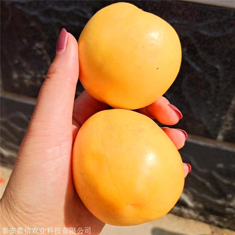 中油金缘桃苗具体介绍中油金缘桃苗优缺点