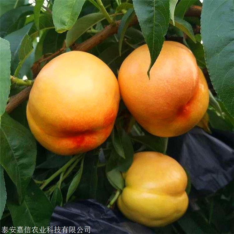 中油金缘桃苗报价中油金缘桃苗介绍及图片