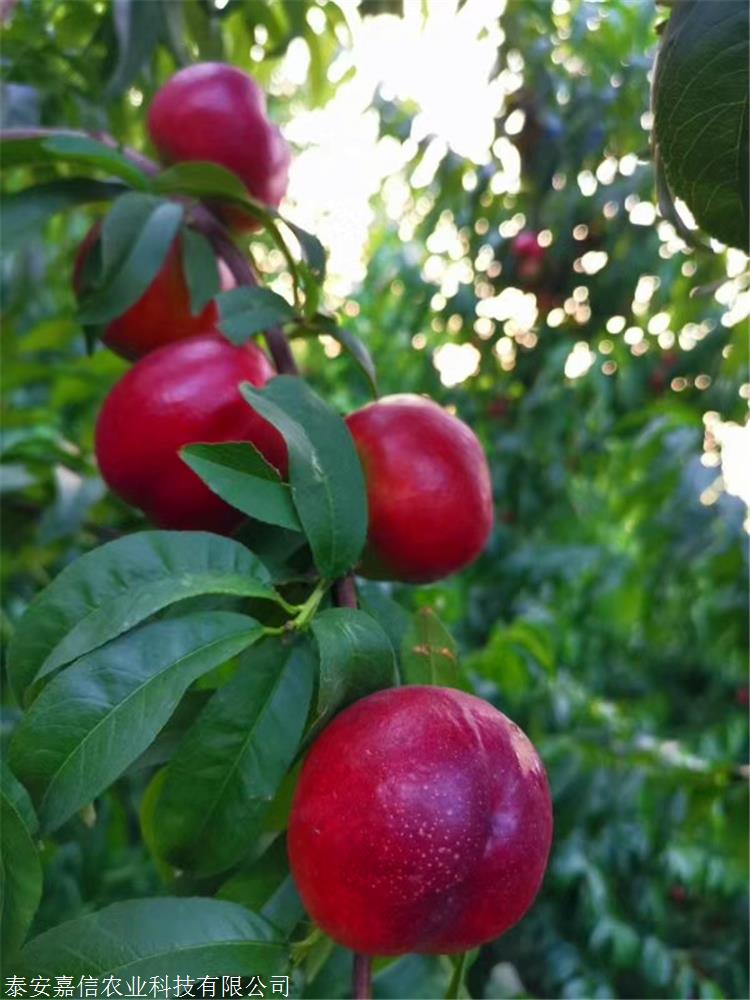 中油金缘油桃苗销售基地中油金缘油桃苗繁育基地