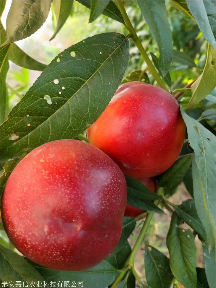 中油金铭桃苗报价及简介中油金铭桃苗育苗中心