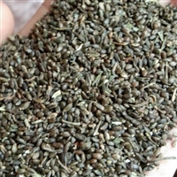 亳州紫丹参种子产地自产自销价格