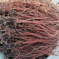 紫丹参种苗标准种植包成活率 一晨中药材合作社