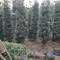 贵州塔形罗汉松 塔形罗汉松基地 规格齐全 量大优惠