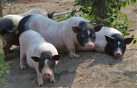 门头沟区香猪种苗养巴马香猪产地哪里免运费