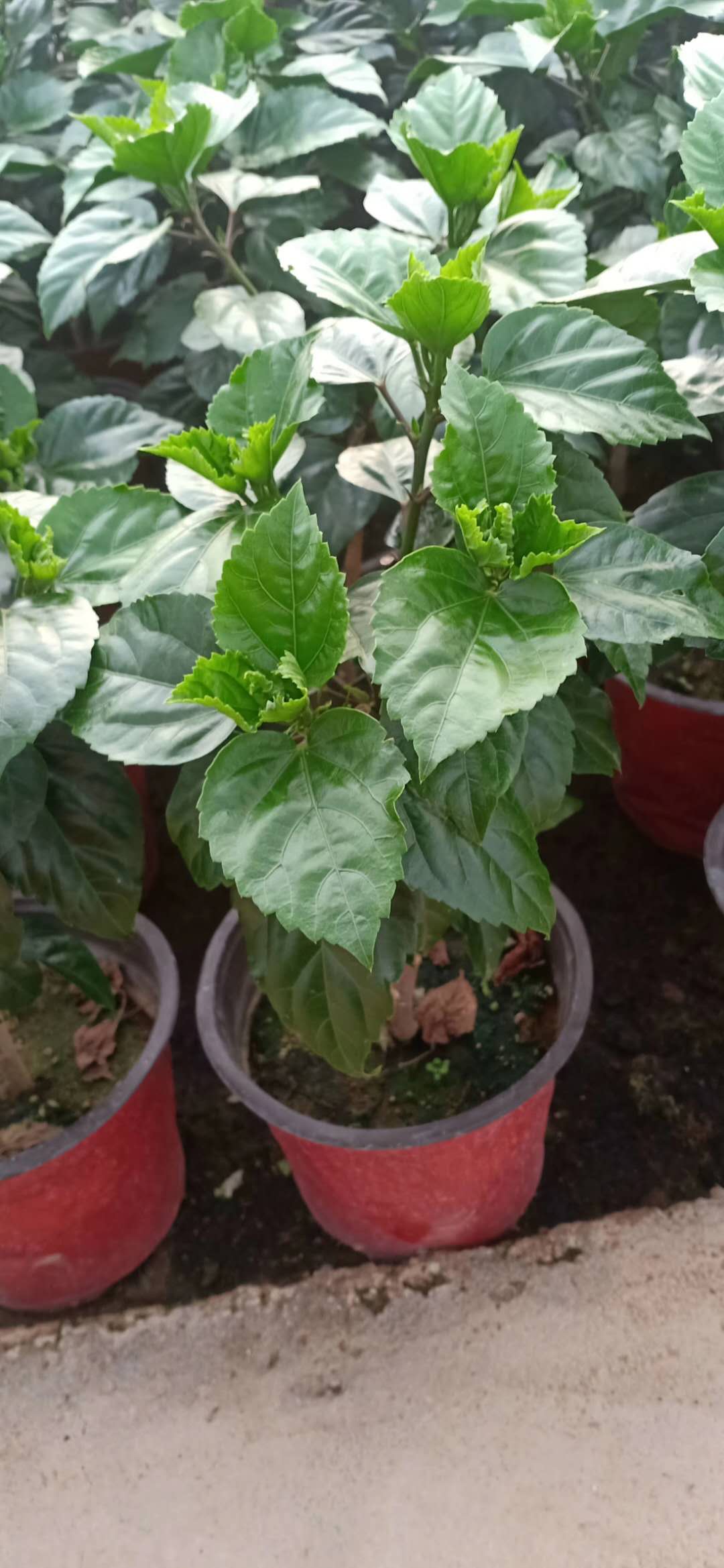 丹麦木槿,青州丹麦木槿,丹麦木槿基地,丹麦木槿种植基地