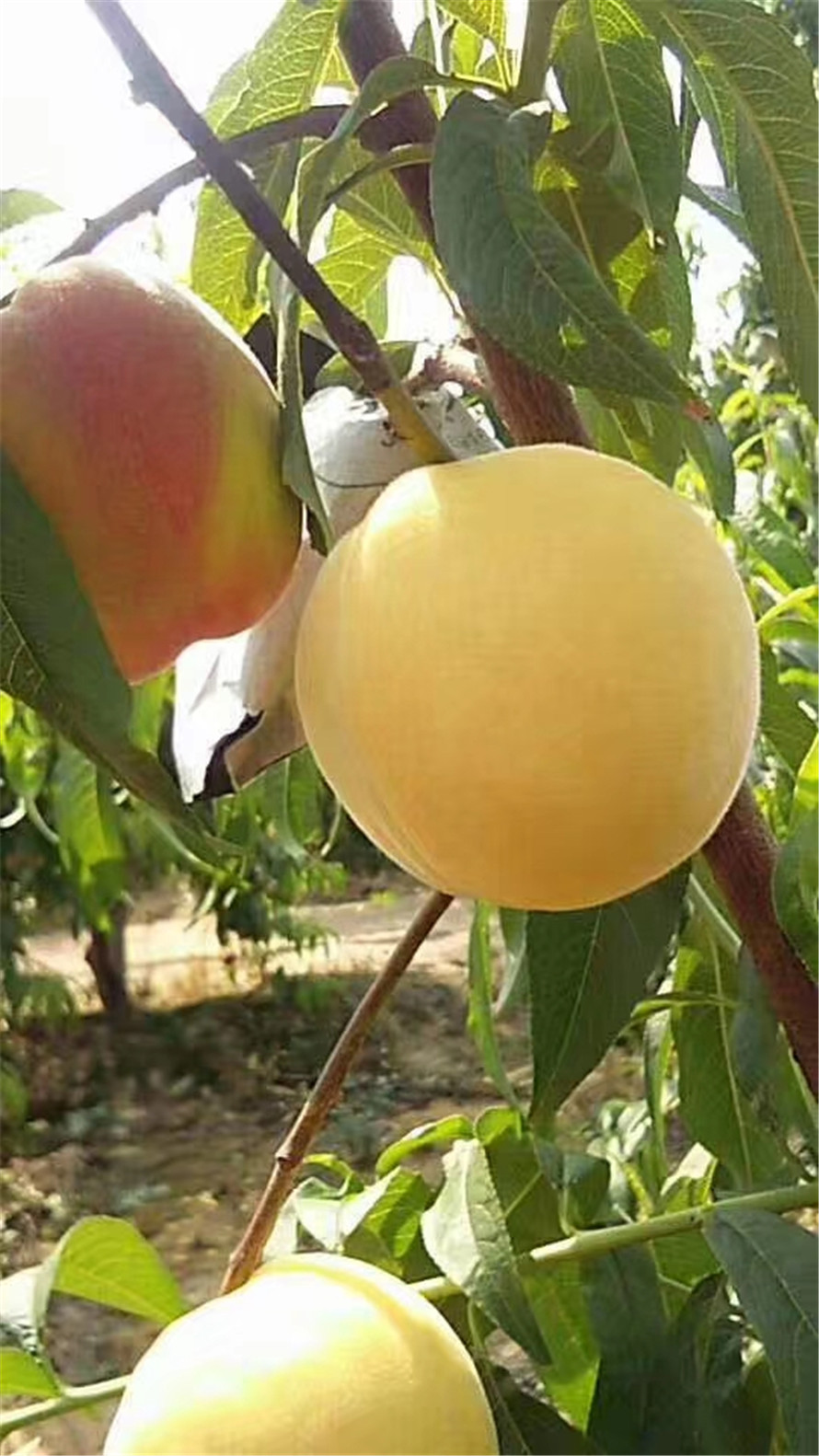 中桃金魁桃苗基地直售 中桃金魁桃苗报价