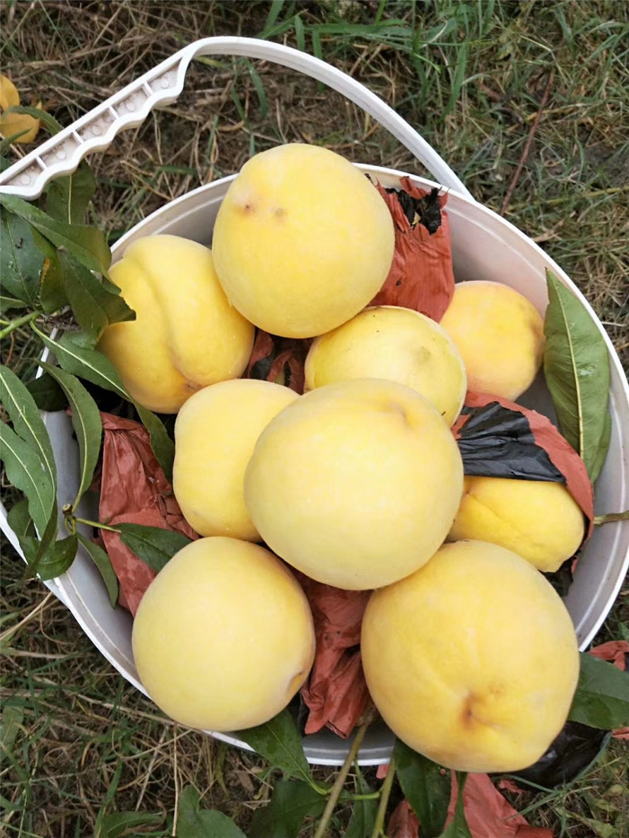 中桃金魁桃苗基地直售 中桃金魁桃苗报价