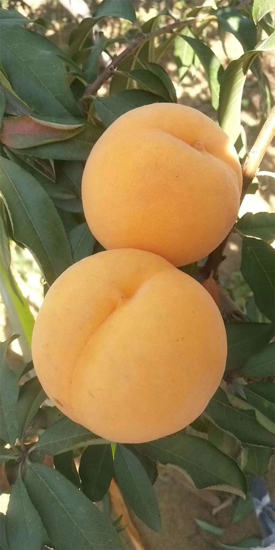 中桃金魁桃苗基地直售 中桃金魁桃苗报价