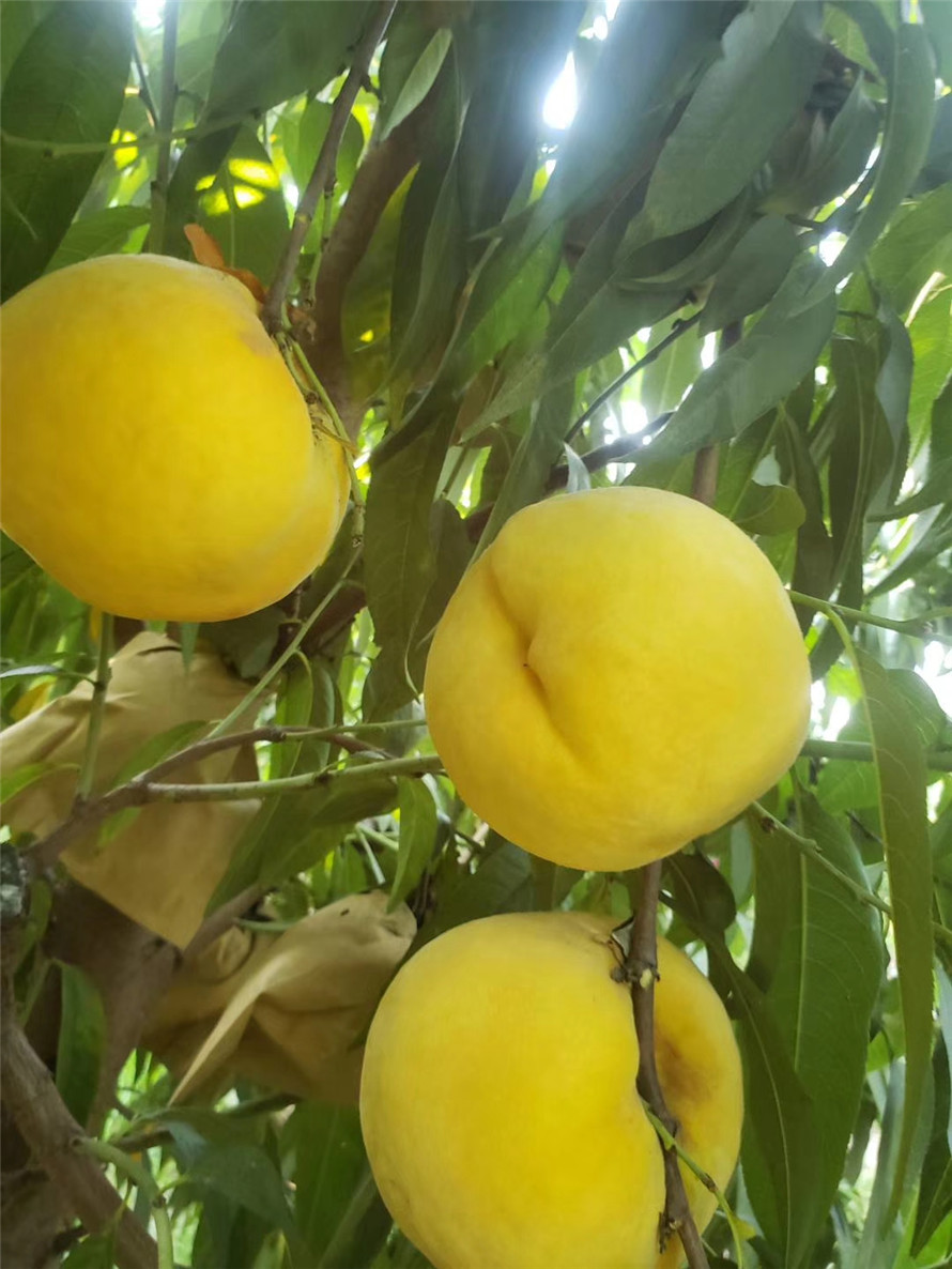 中桃金魁桃苗基地直售 中桃金魁桃苗报价