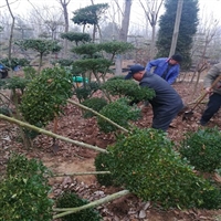 河南鄢陵小叶女贞造型树价格趋势