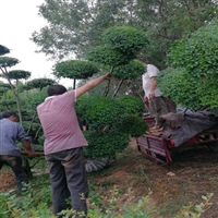 小叶女贞造型树 造型树价格  风景树  景观树