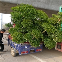 小叶女贞造型树批发基地