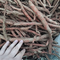 亳州高产丹参芽子价格 丹参幼苗原产地批发