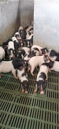 门头沟区香猪苗价格巴马香猪产地哪里免费提供技术