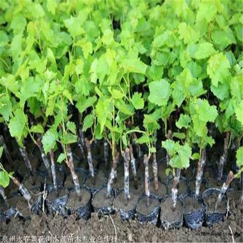 红提葡萄苗红提葡萄树苗试种品种多且优
