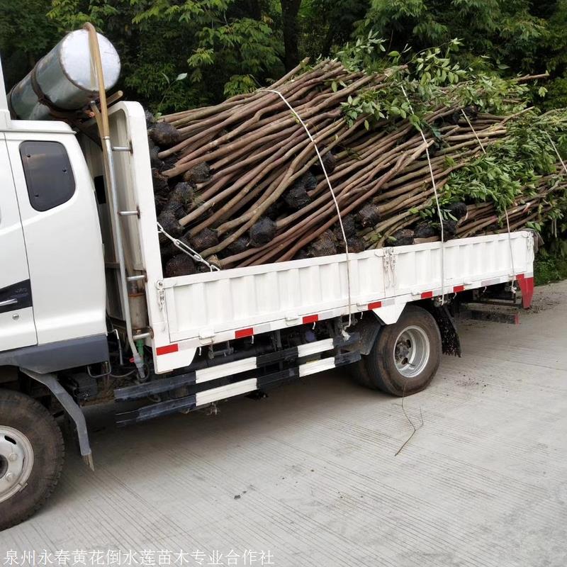 供应 漳州3公分天竺桂 常绿乔木天竺桂 天竺桂销售