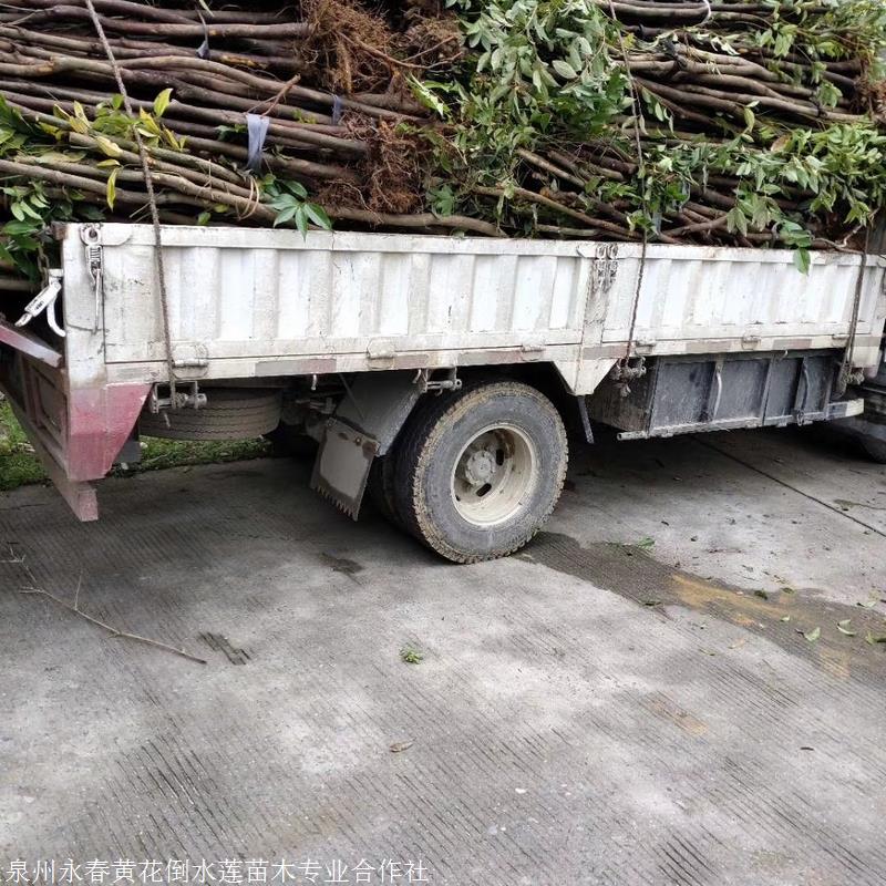 供应 漳州3公分天竺桂 常绿乔木天竺桂 天竺桂销售