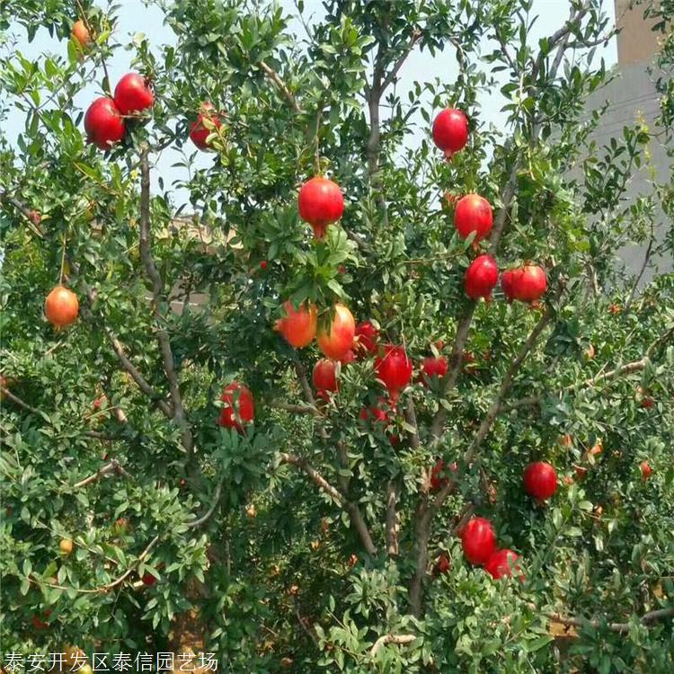 黑石榴树批发商黑石榴树图片