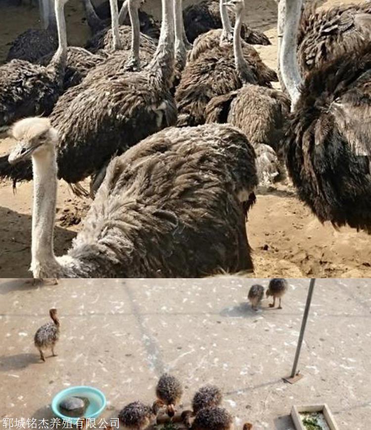 山东菏泽鸵鸟苗一个月后有多少斤