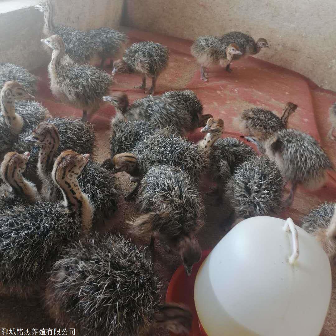 广东湛江非洲鸵鸟苗价钱