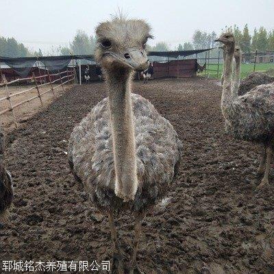 山东菏泽鸵鸟苗一个月后有多少斤