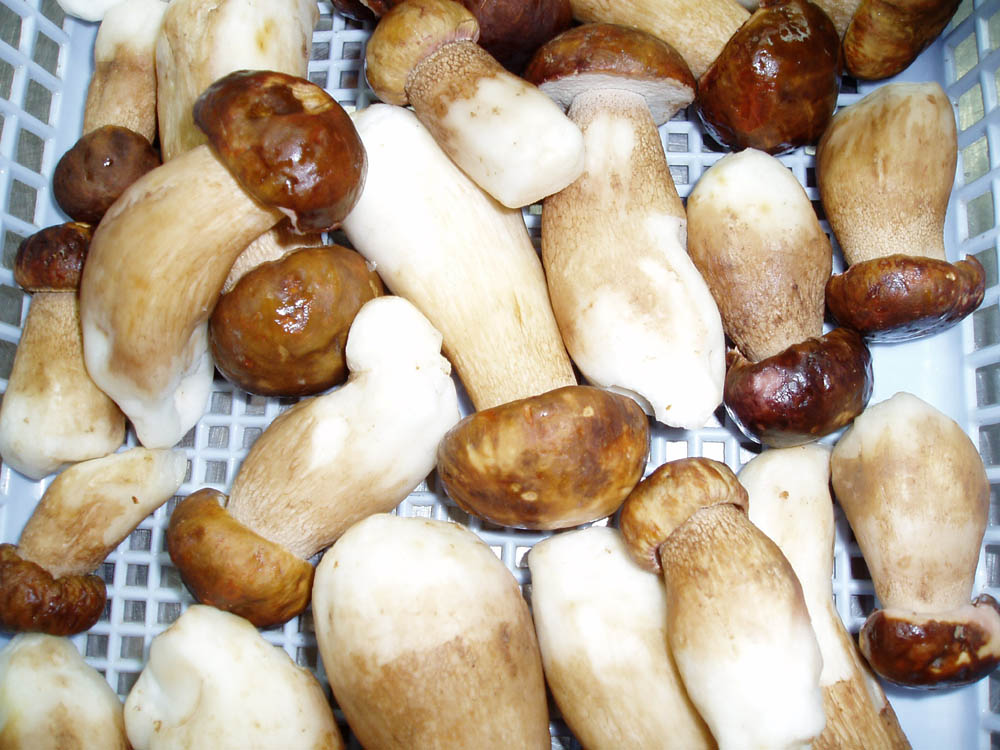 天然精选牛肝菌大腿蘑产地厂家直销