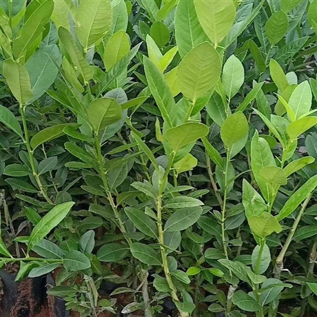 香水柠檬四季青柠檬苗大量柠檬树批发