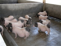 门头沟区香猪养殖巴马香猪养殖场免运费