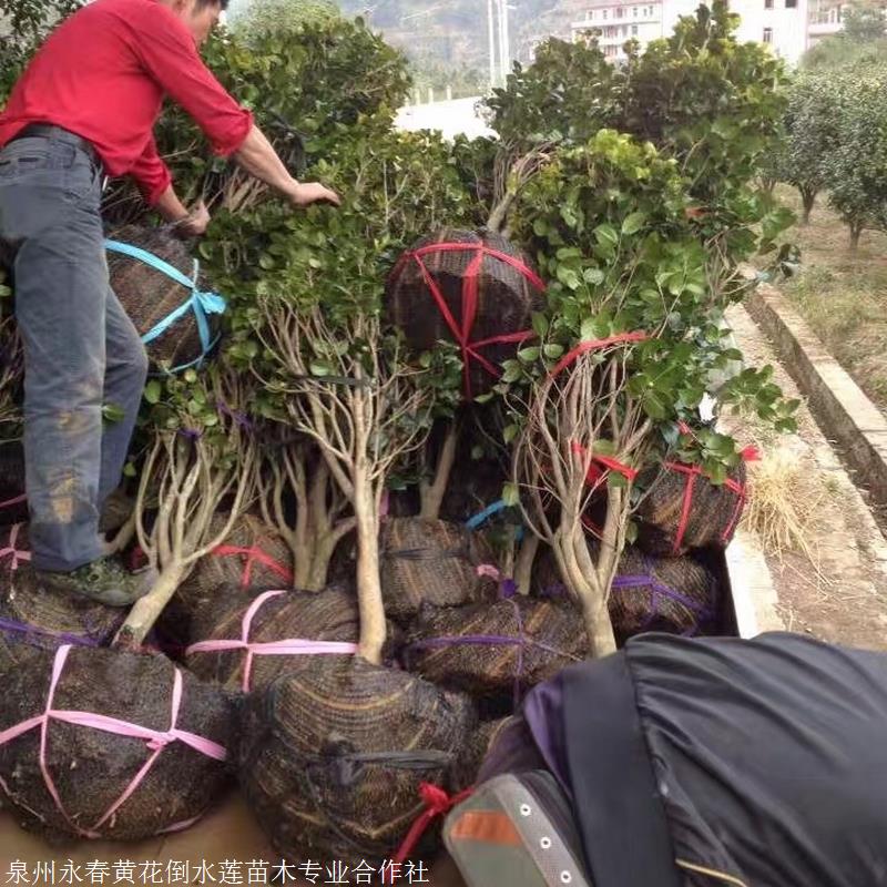 茶花苗價格 大茶花樹 大理白族,家家流水,戶戶養花,首先必須種植