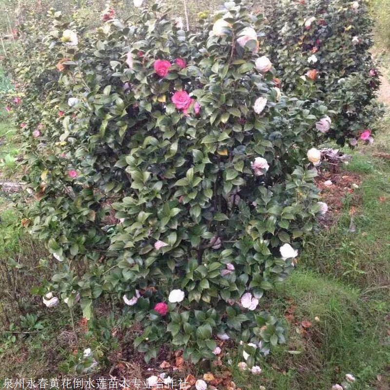 六角大红赤单茶花 大茶花树