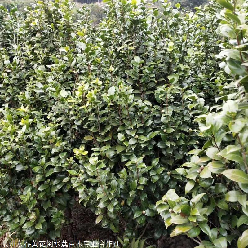 六角大红赤单茶花 大茶花树 