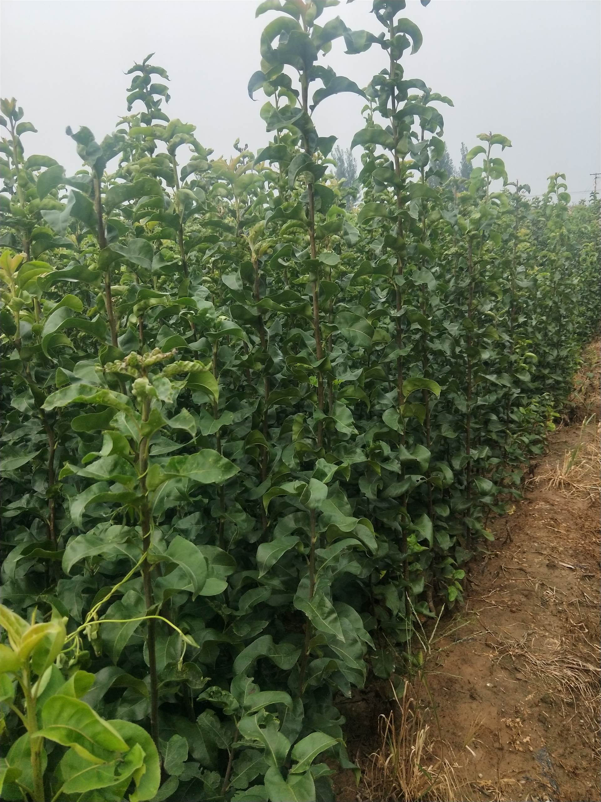 秋月梨苗管理技术秋月梨苗病虫害防治