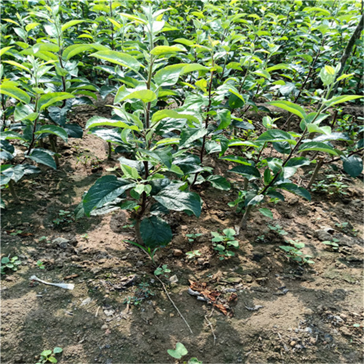 花牛苹果苗美国8号苹果苗明佳提供技术