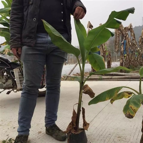 長樂香蕉苗桂蕉一號香蕉苗福建小葉香蕉苗