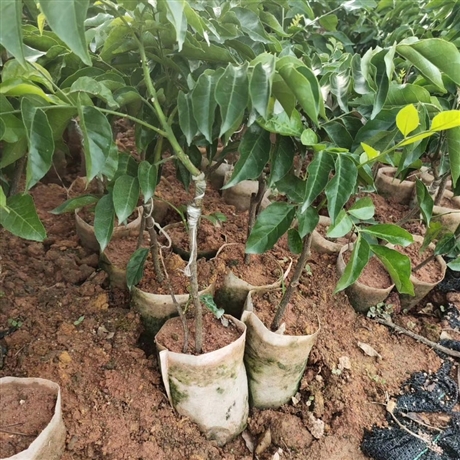 泉州黃皮果樹苗黃皮果樹苗批發垂枝形雞心黃皮果苗基地