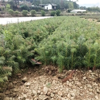 速生杉木苗 杉木树苗 杉木苗种植基地