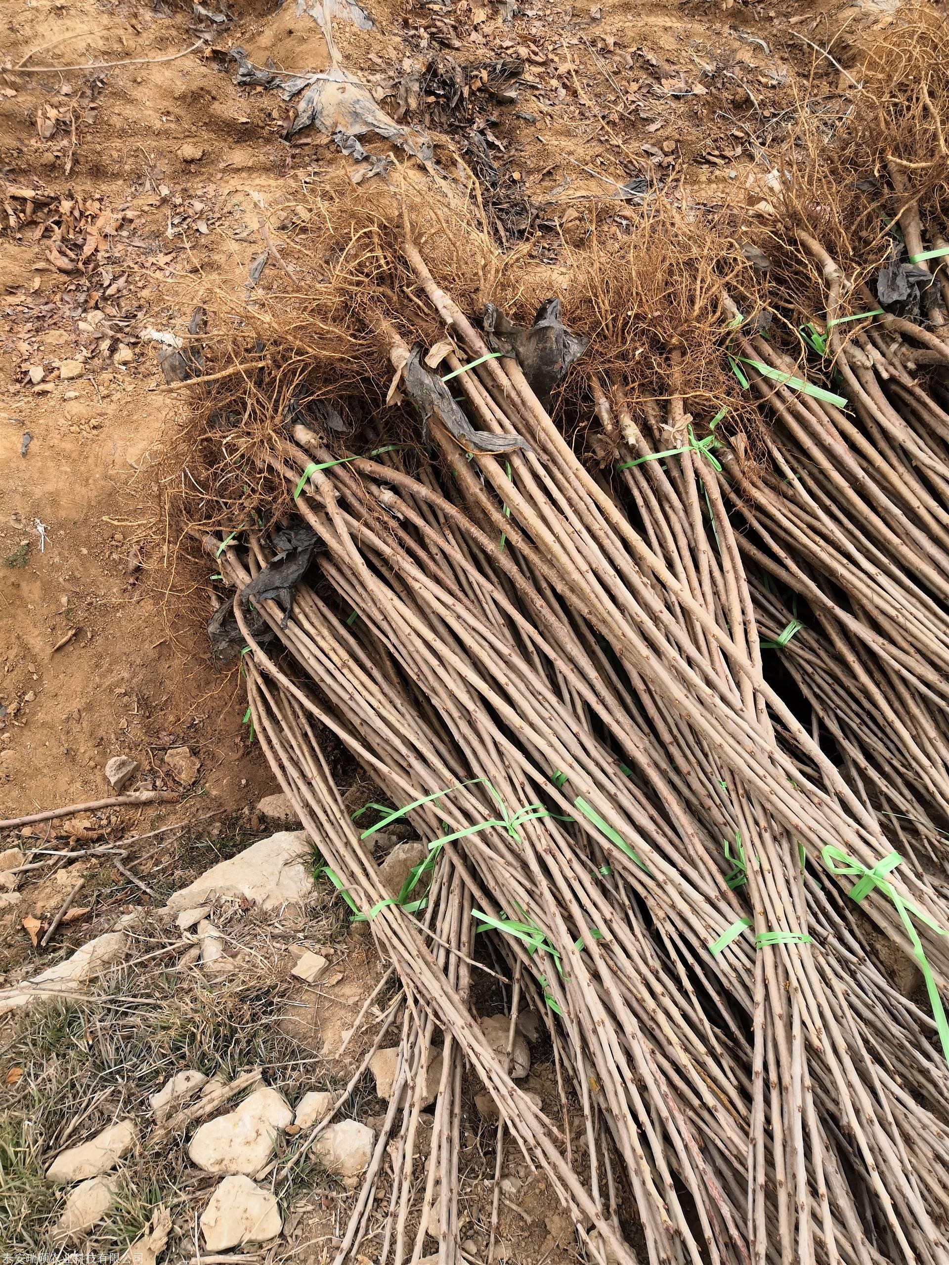 1公分齐早樱桃苗齐早樱桃苗出售