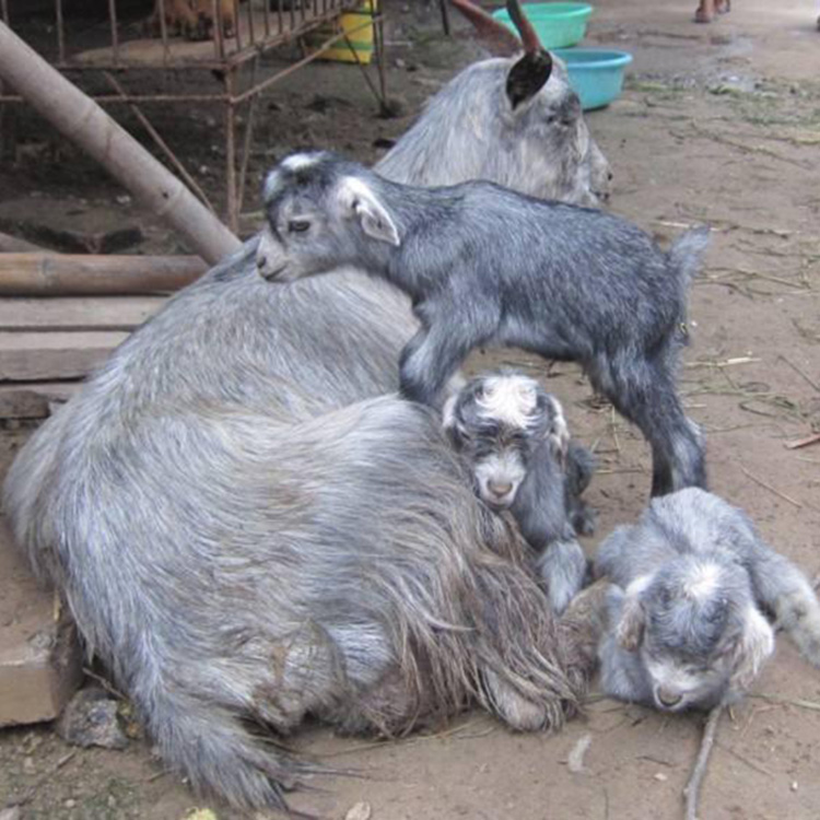 养殖场自家出售青山羊单个出售青山羊纯种青山羊