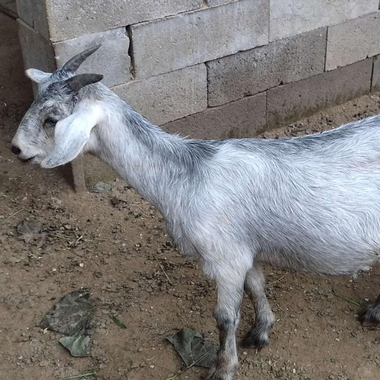 养殖场自家出售青山羊 青山羊小羊羔 育肥羊羔