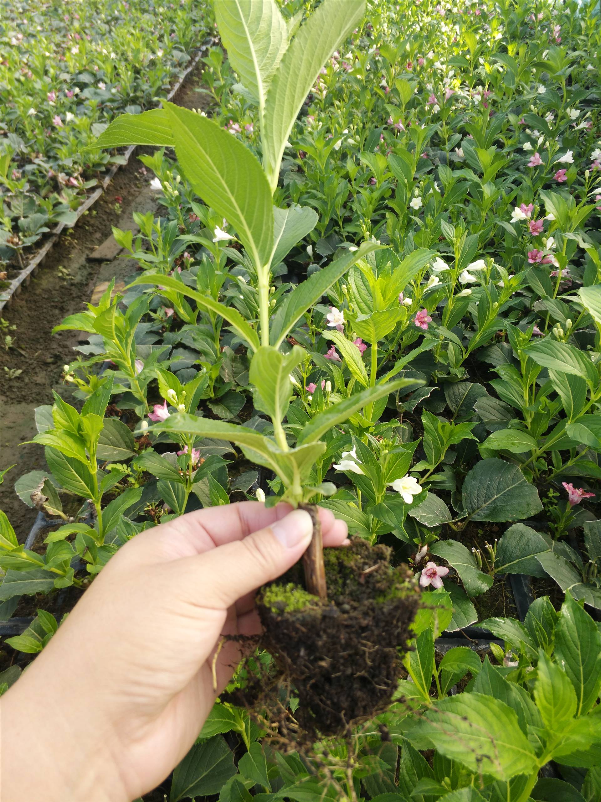 浅谈五彩锦带花树,批发五彩锦带小苗,乔木五彩锦带