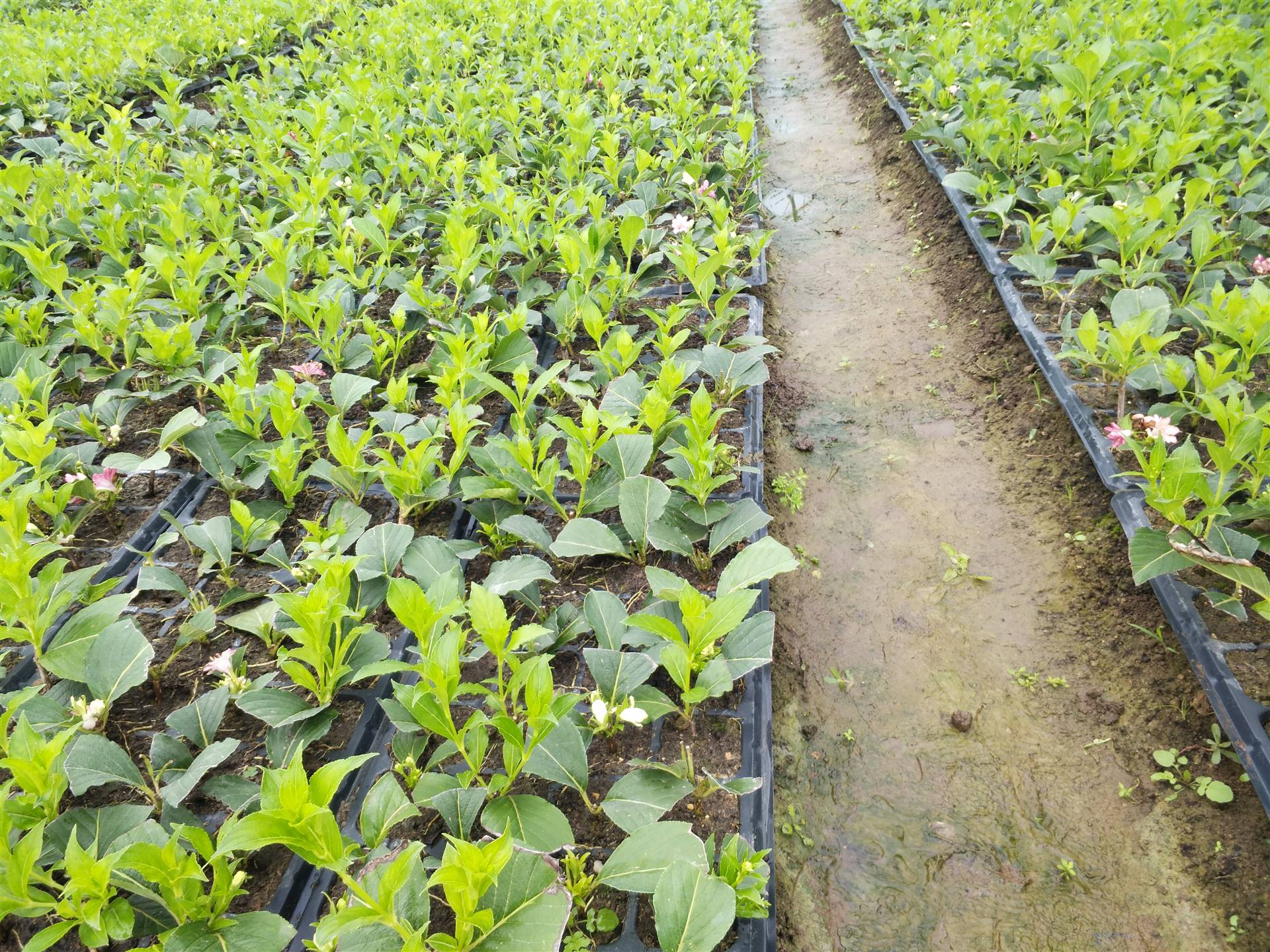 浅谈五彩锦带花树,批发五彩锦带小苗,乔木五彩锦带