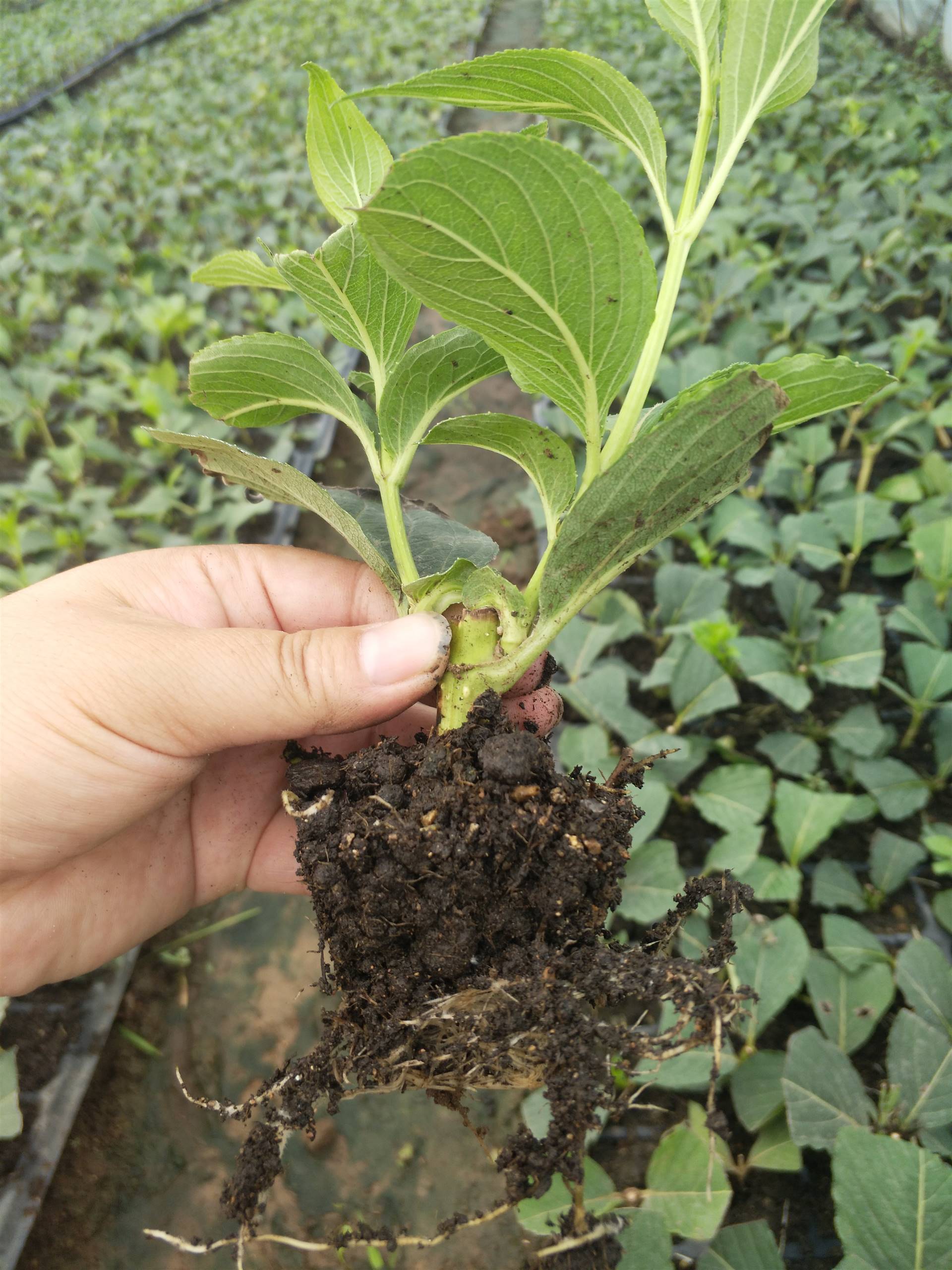 浅谈乔木五彩锦带批发五彩锦带小苗五彩锦带营养体苗量大优惠