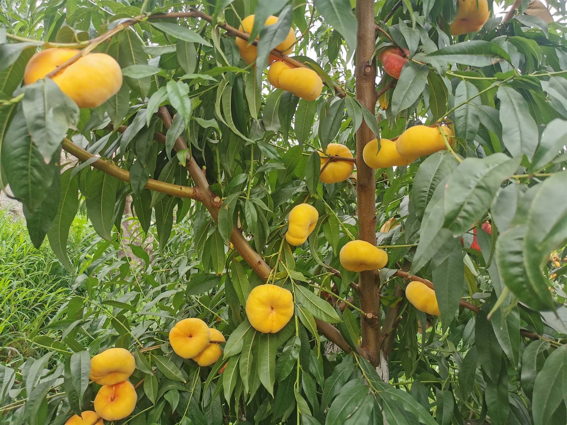 中蟠17中蟠9号—中国农业科学院郑州果树研究所培育的早熟蟠桃新品种.