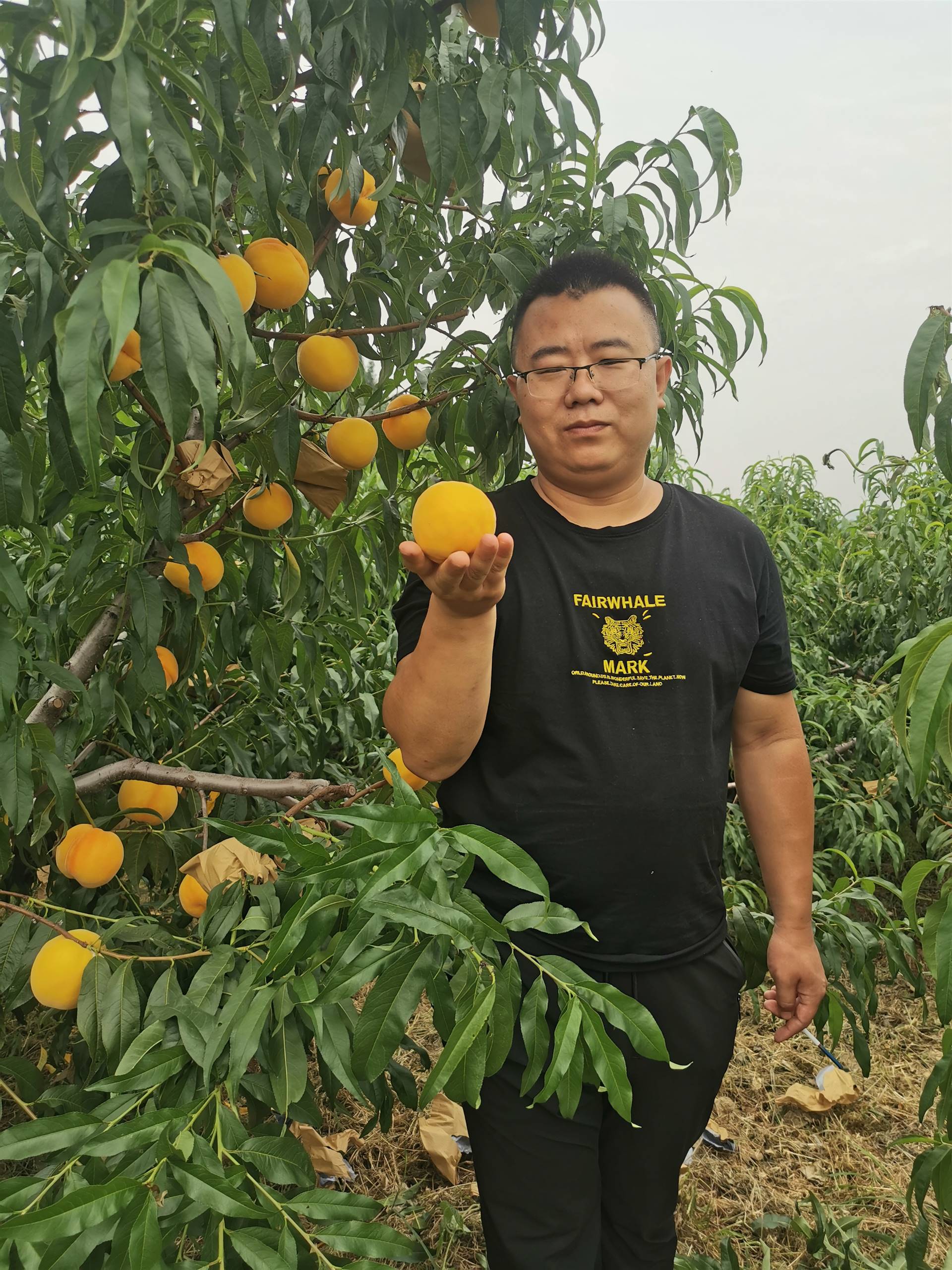 金灿黄桃与中桃金魁黄桃苗的区别