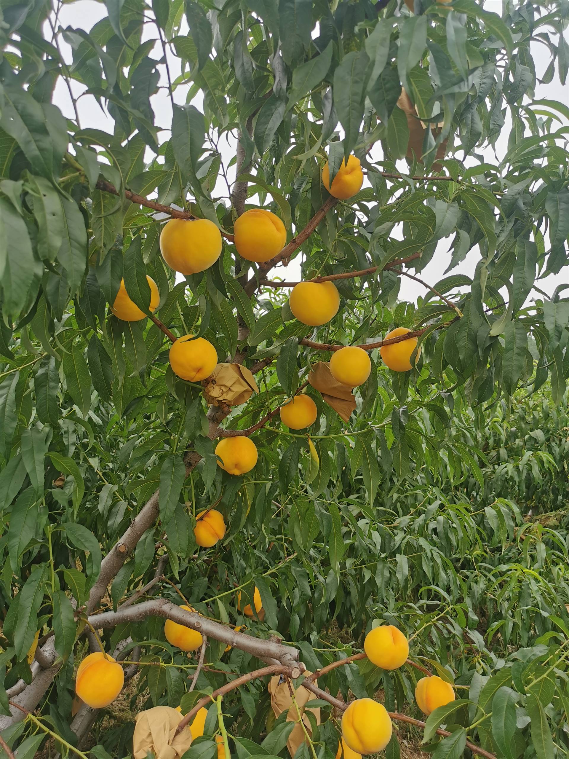 金灿黄桃与中桃金魁黄桃苗的区别